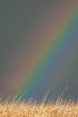 End of a rainbow descending into long dry grasses against a dark sky   